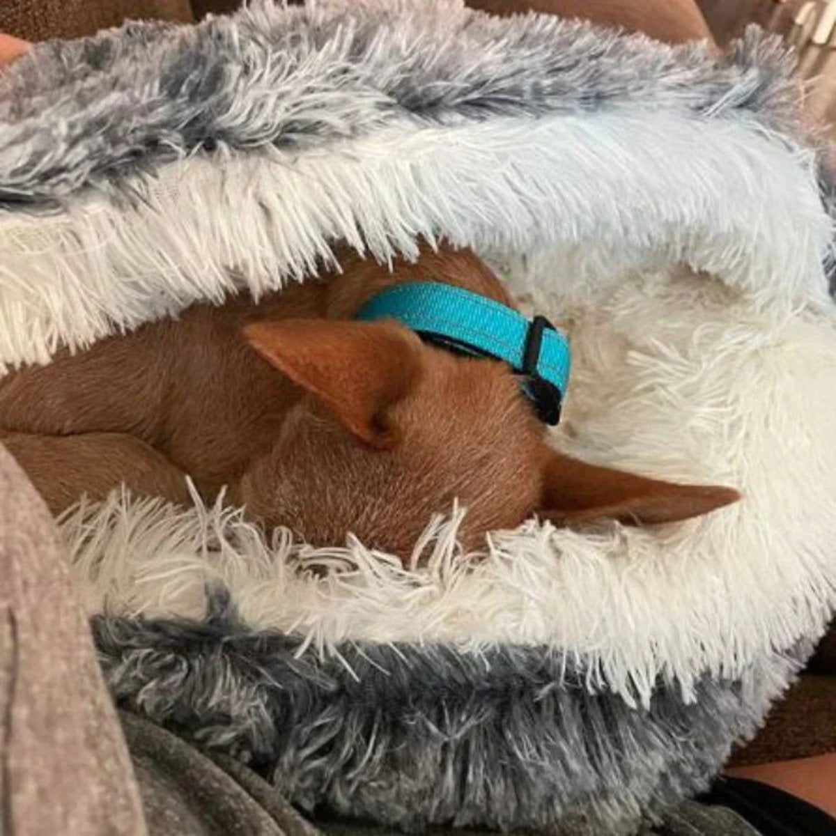 Cama de Cueva Calmante para Mascotas