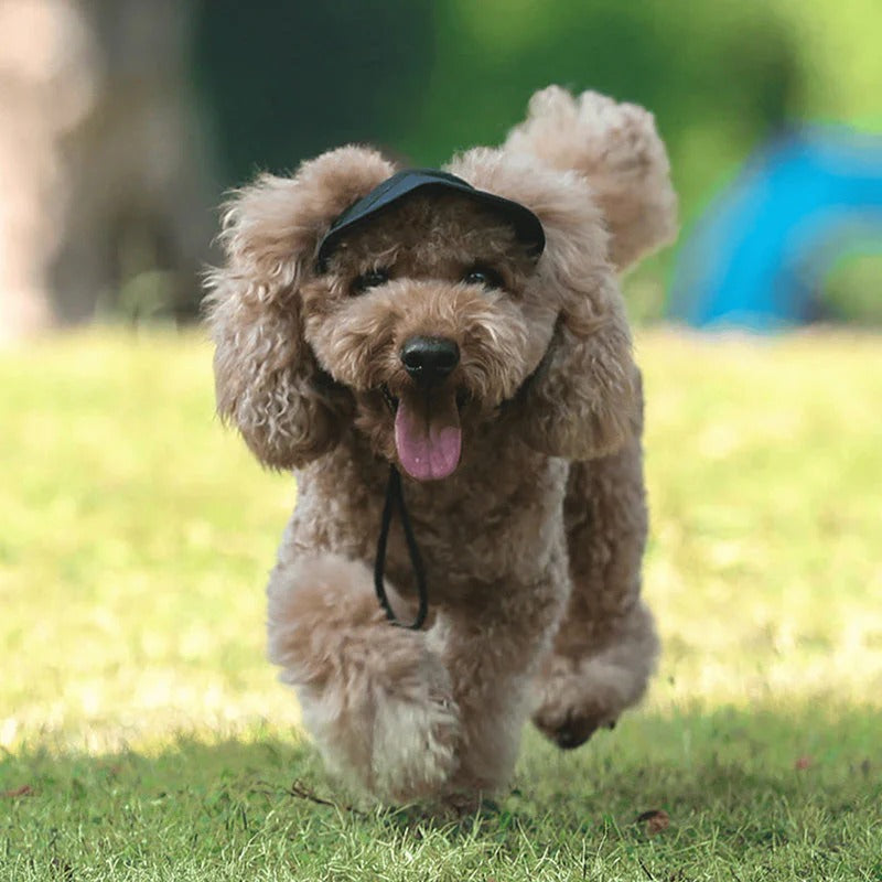 Gorra para perro