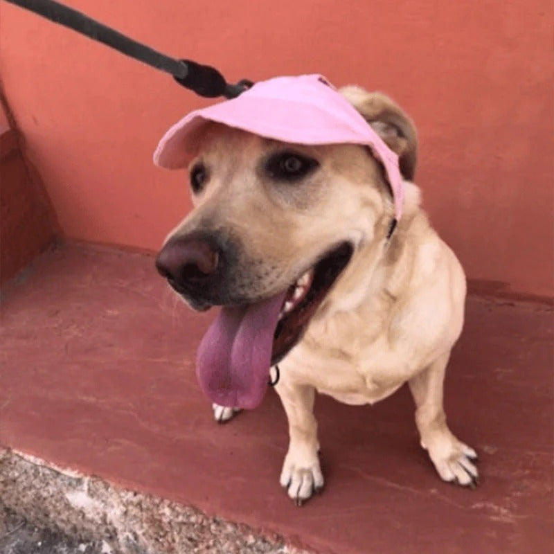 Gorra para perro