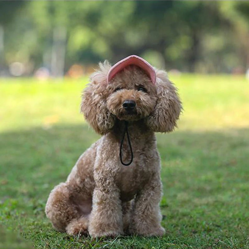 Gorra para perro