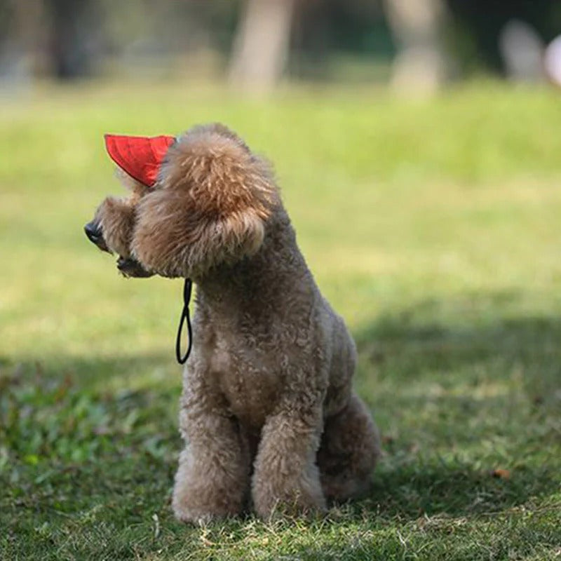 Gorra para perro
