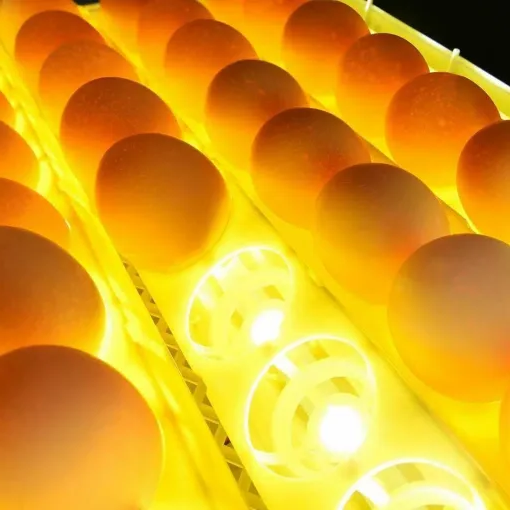 Incubadora de Huevos Premium Automática para Pollos y Codornices, Incubadora de 24 Huevos