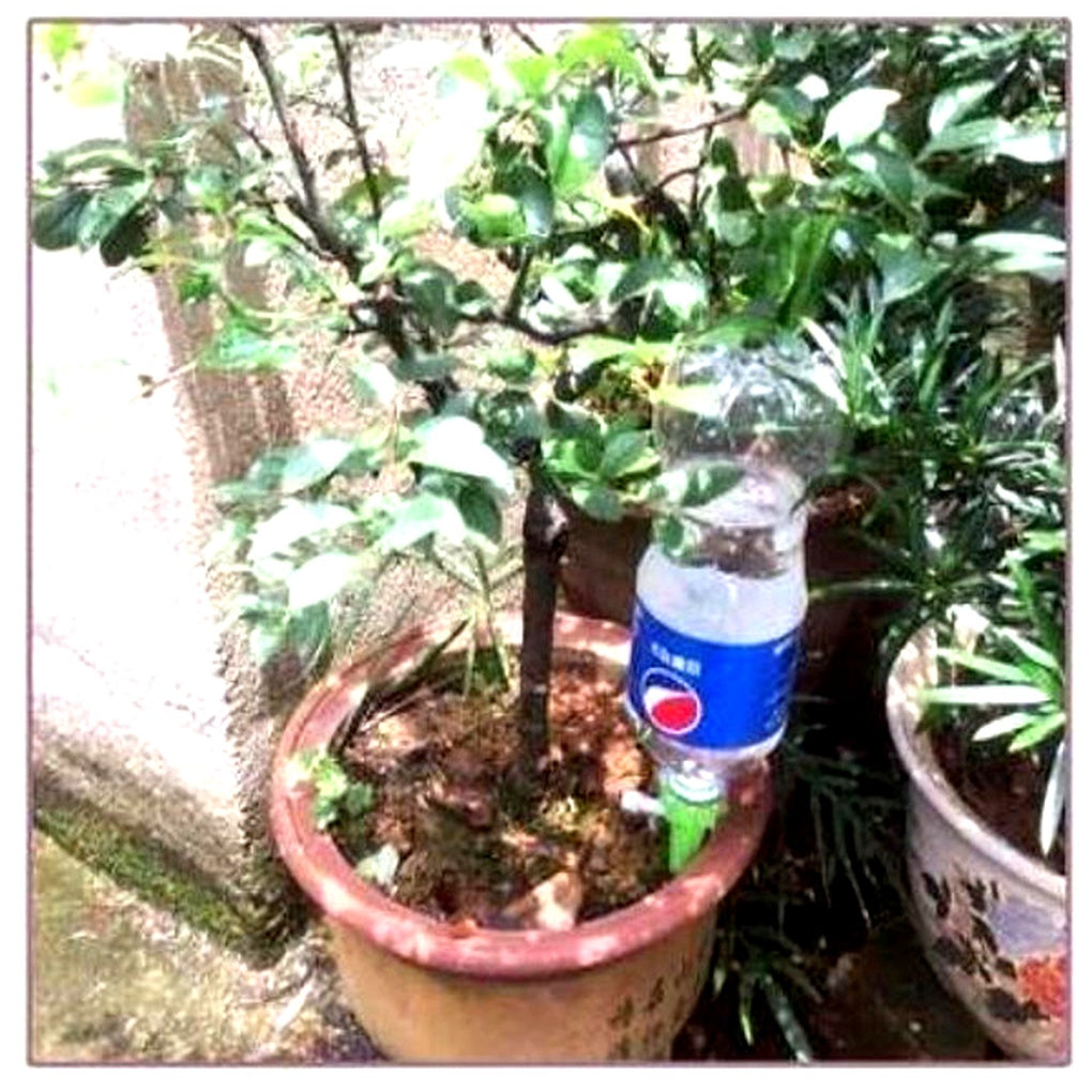 Puntas de riego automáticas para plantas (paquete de 12) – Ayuda de riego ajustable para el jardín