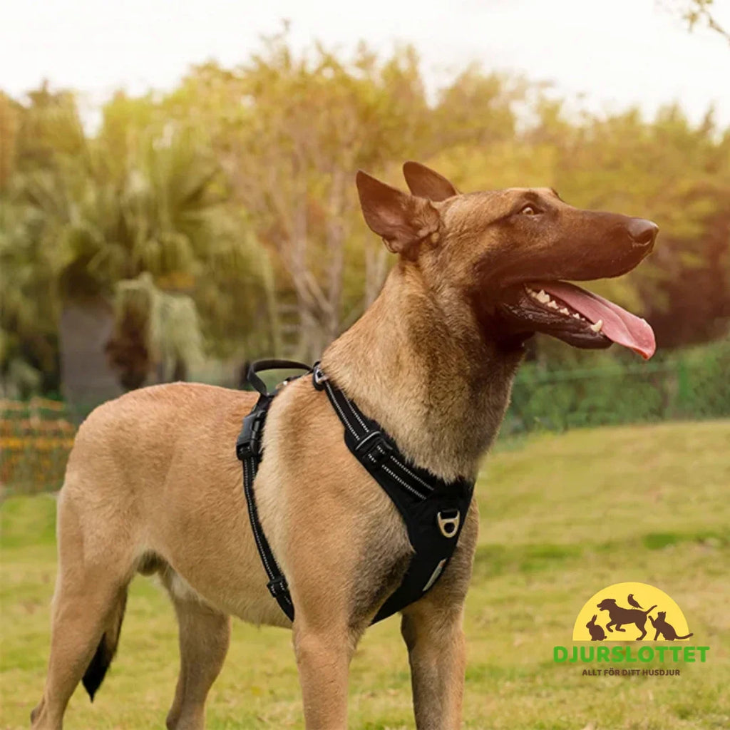 Arnés Ajustable Reflexfit para Perros con Reflectante – Seguro y Cómodo