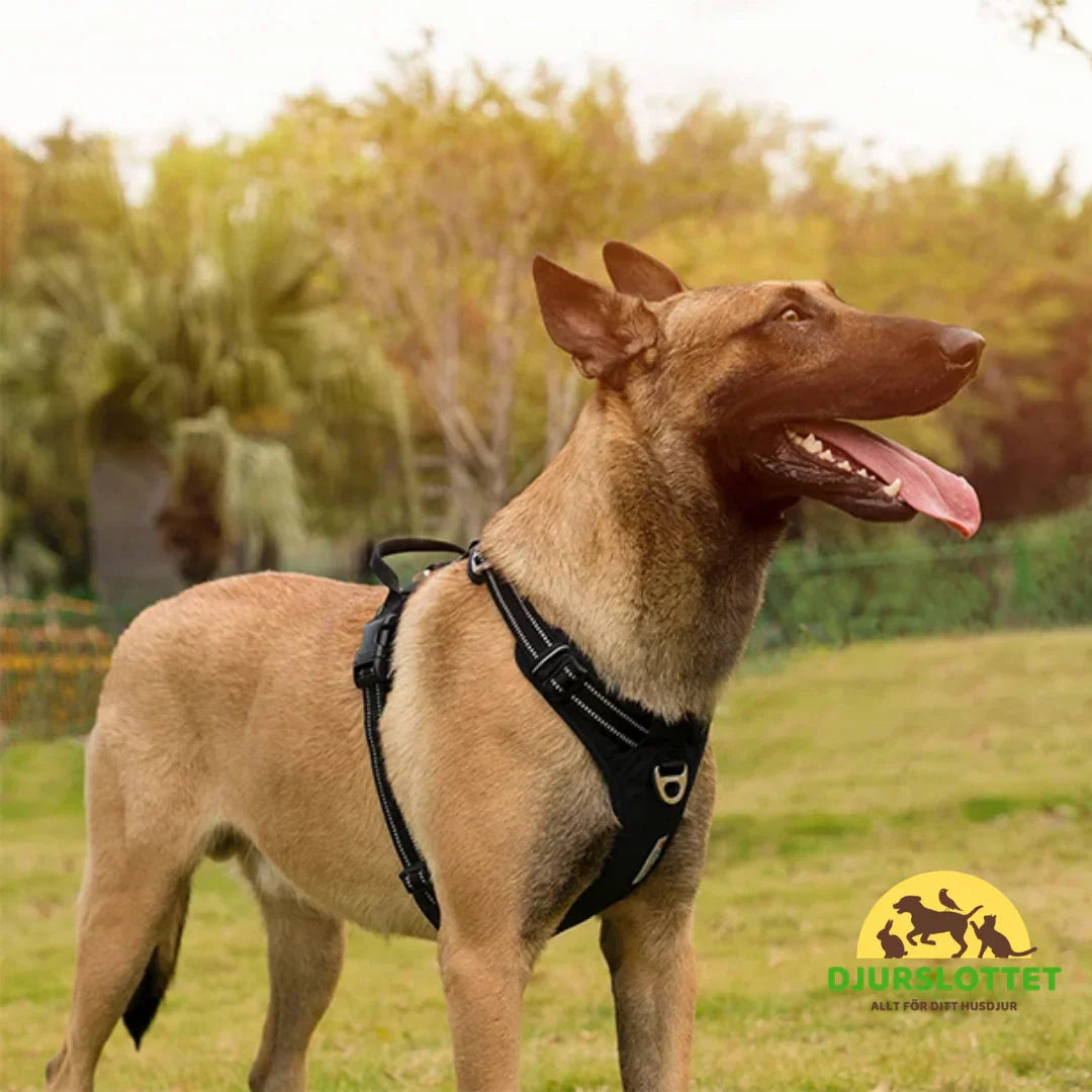 Arnés Ajustable Reflexfit para Perros con Reflectante – Seguro y Cómodo