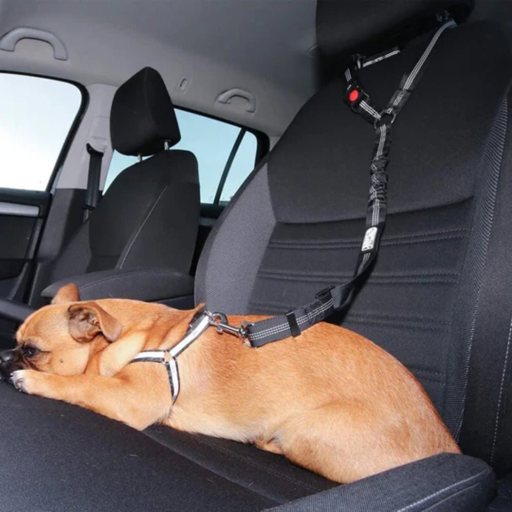 SecureRider • Cinturón de Seguridad para Perros