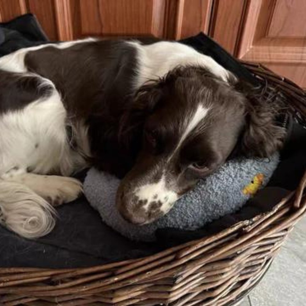 SleepHug • Almohada Calmante para Mascotas de Perros y Gatos