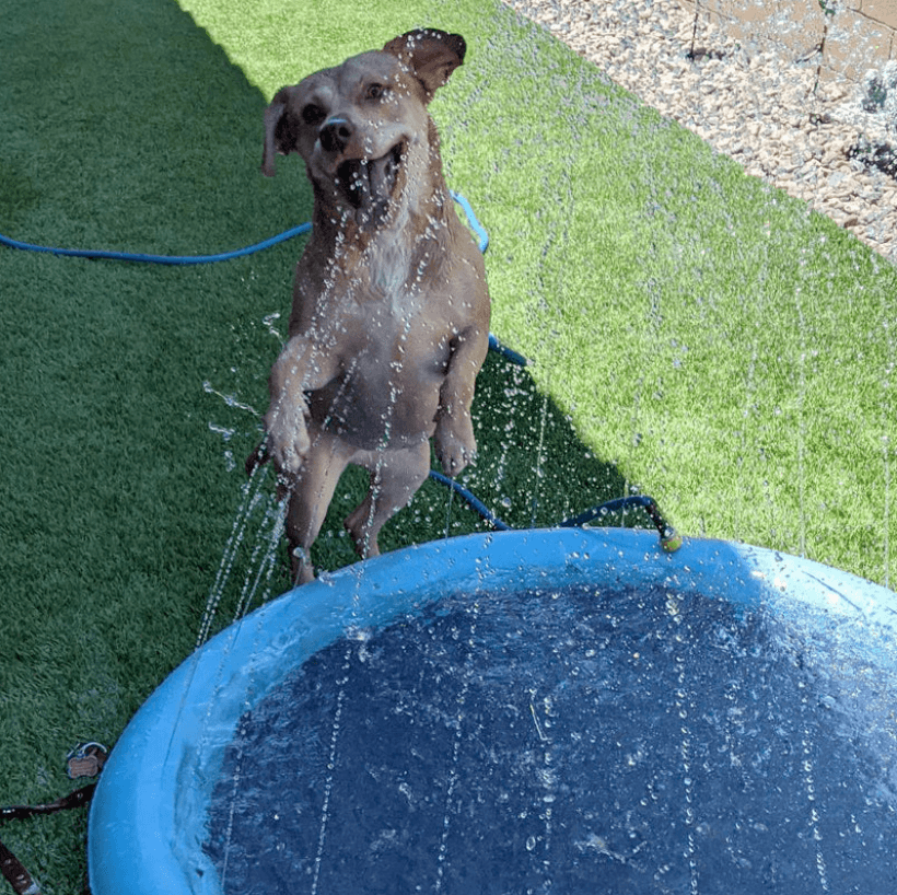 Alfombrilla de aspersión para perros – ¡Refresca y juega en el calor del verano!