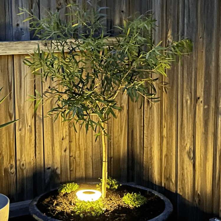 Luces de Jardín SunBeam – Resistentes a la Oxidación, Alimentadas por Solar y Preparadas para el Clima