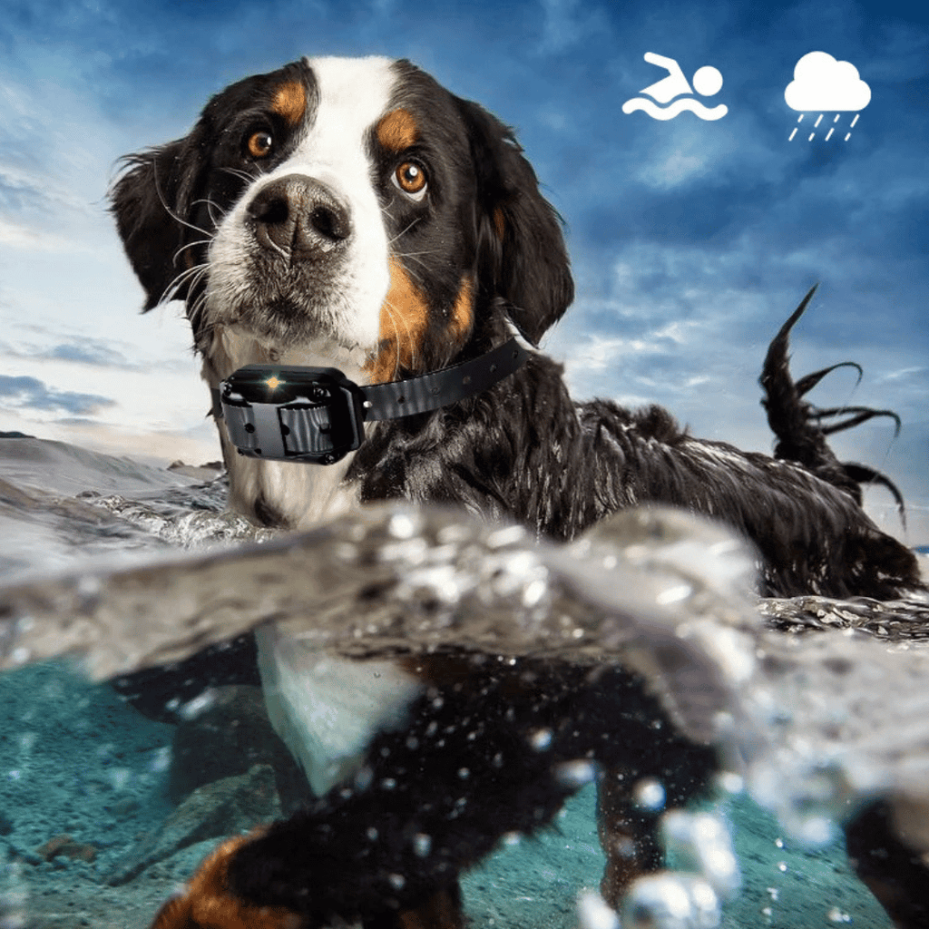 Collar de Adiestramiento para Perros Impermeable con Control Remoto (800m)