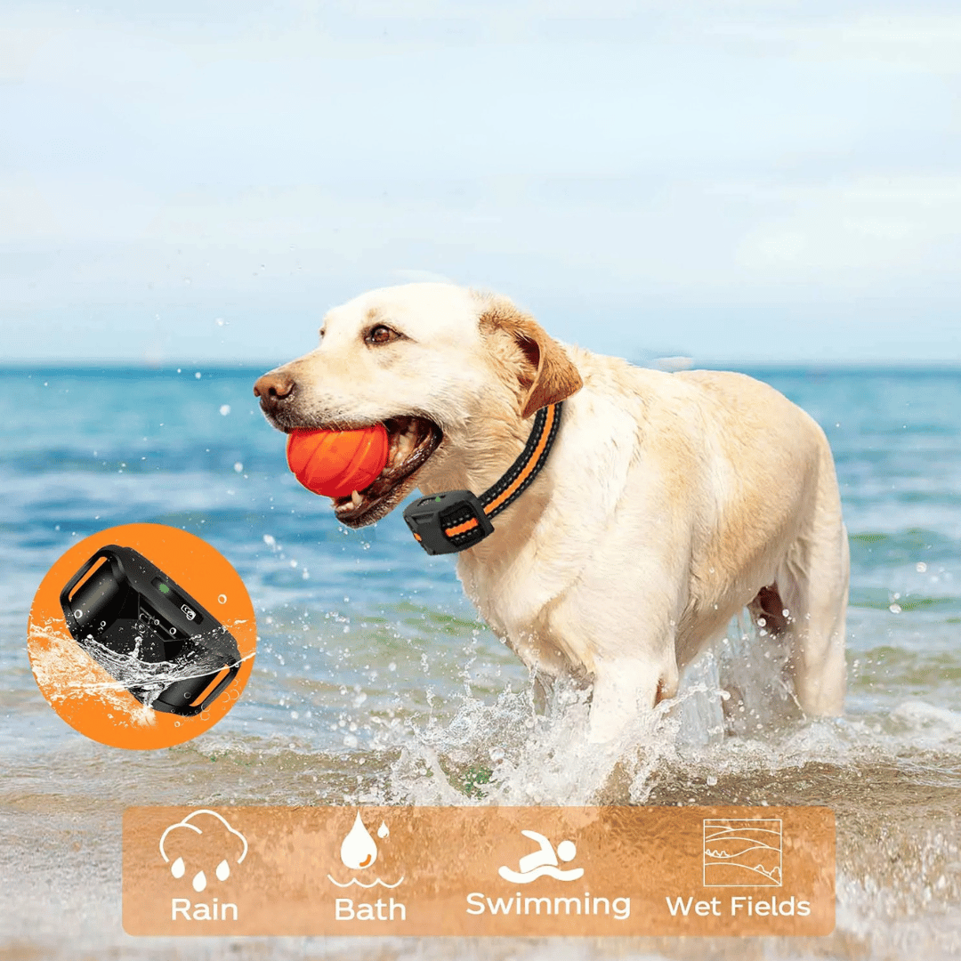Collar E Impermeable y Recargable para Entrenamiento de Perros